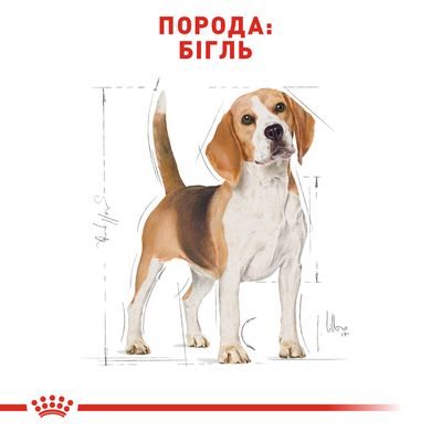 Корм для дорослих собак породи Бігль ROYAL CANIN BEAGLE ADULT 3 кг, 3 кг