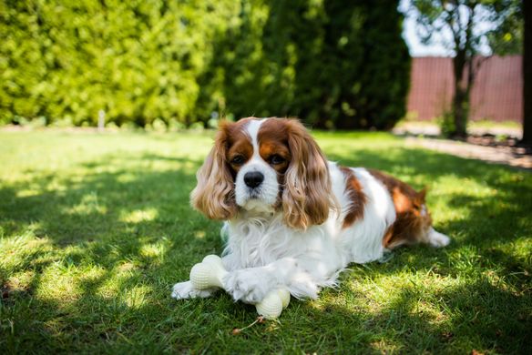 Жувальна іграшка кістка для собак Dog Walking TPR Chew Bone 15 см - бакитна