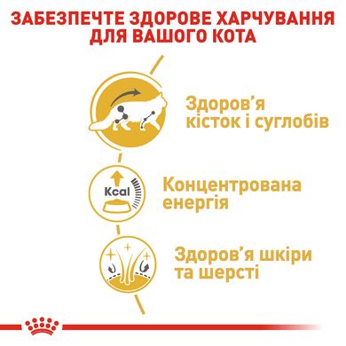 Вологий корм для дорослих котів ROYAL CANIN MAINECOON ADULT 0.085 кг, 0.085 кг