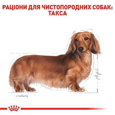 Корм для дорослих собак породи Такса ROYAL CANIN DACHSHUND ADULT 1.5 кг, 1.5 кг