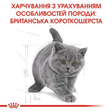 Корм для котят породы Британская короткошерстная ROYAL CANIN KITTEN BRITISH SHORTHAIR 2.0 кг