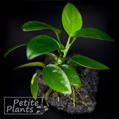 Анубиас нана Anubias nana