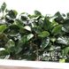 Анубиас нана Anubias nana