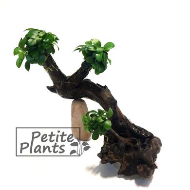 Анубіаси Петіт Anubias Petite