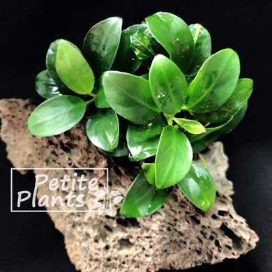 Анубіаси Петіт Anubias Petite