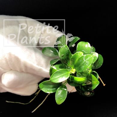 Анубіаси Петіт Anubias Petite