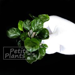 Анубиас Круглый лист Монетка Anubias Round Leaf