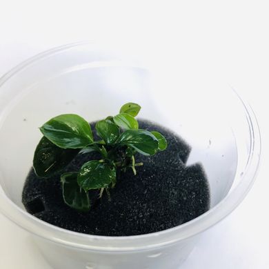 Анубіаси Круглий лист Монетка Anubias Round Leaf