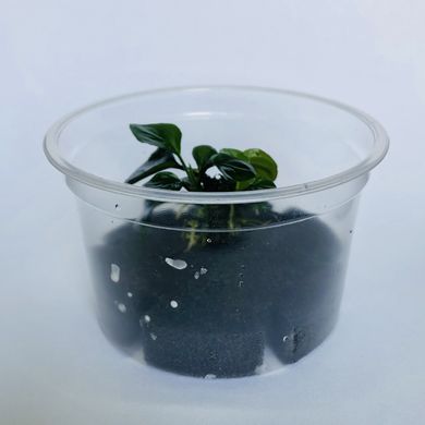 Анубіаси Круглий лист Монетка Anubias Round Leaf