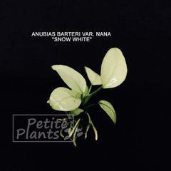 Анубиас Сноу Вайт Белоснежка Anubias Snow White