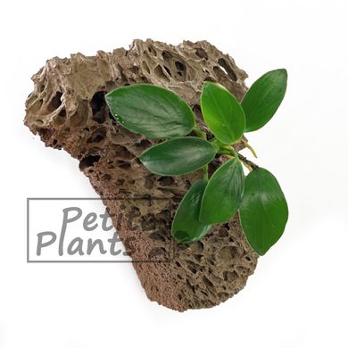 Анубіаси Паксинг Anubias Paxing