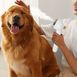 Паровая щетка для вычесывания собак и кошек Pet Spray Hair Removal Comb