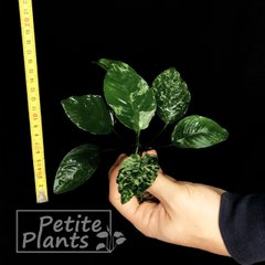 Анубіаси Каладифолия Anubias Сaladiifolia