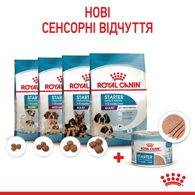 Влажный корм для новорожденных щенков и собак в период лактации ROYAL CANIN STARTER MOUSE 0.195 кг, 2.34 кг