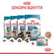 Влажный корм для новорожденных щенков и собак в период лактации ROYAL CANIN STARTER MOUSE 0.195 кг, 2.34 кг