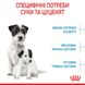 Корм для новорожденных собак ROYAL CANIN MINI STARTER 8 кг, 8 кг