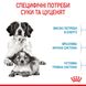 Корм для щенков средних пород ROYAL CANIN MEDIUM STARTER 1.0 кг, 1 кг